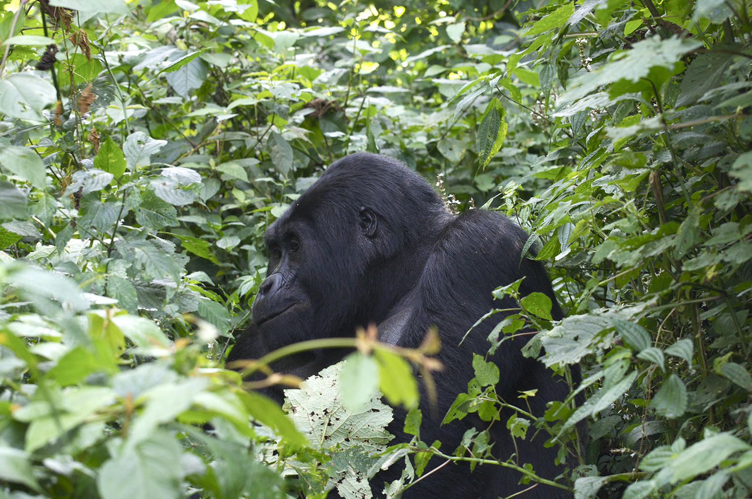 Rwanda – Švajčiarsko Afriky