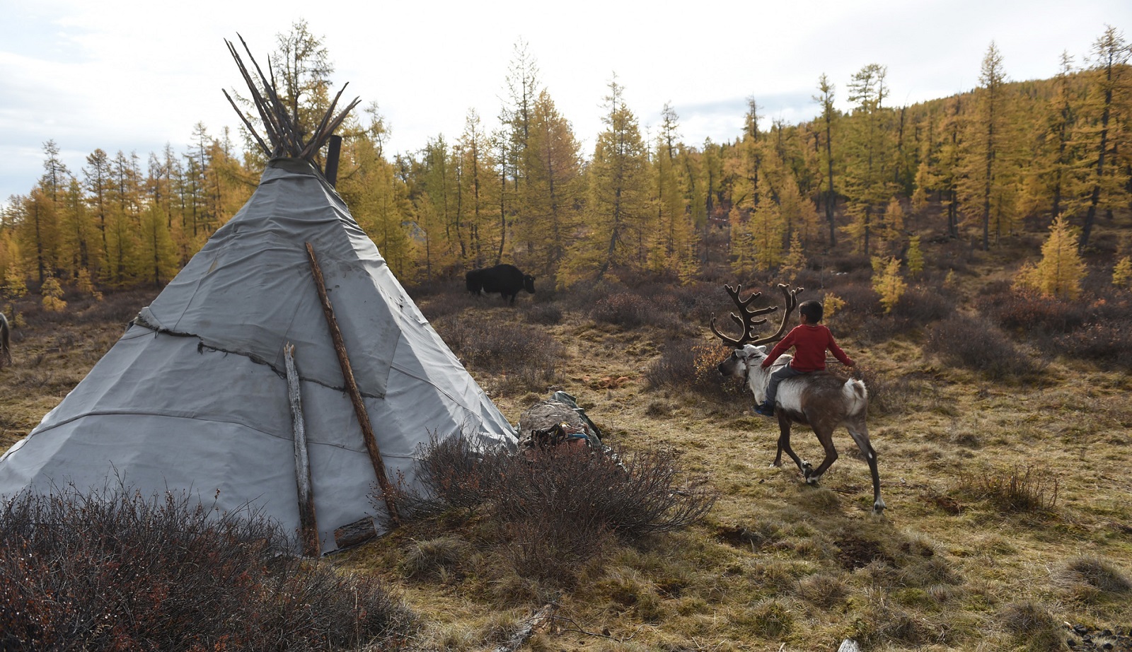 Na koňoch do mongolskej tajgy – tipy a rady