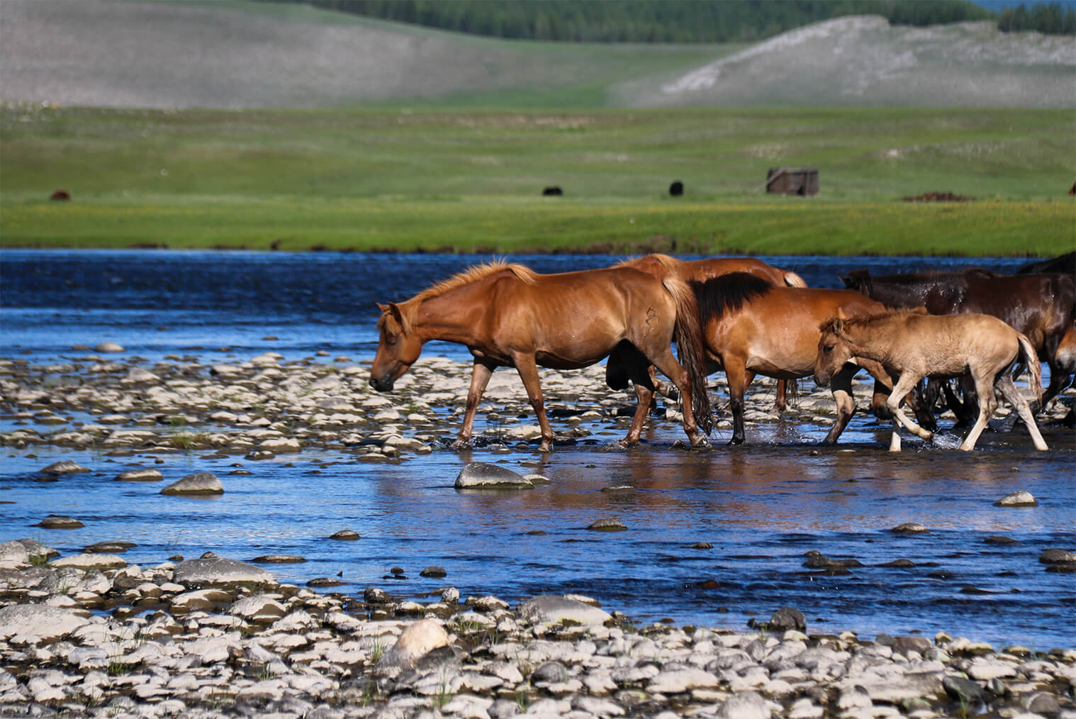 Mongolsko – Naadam