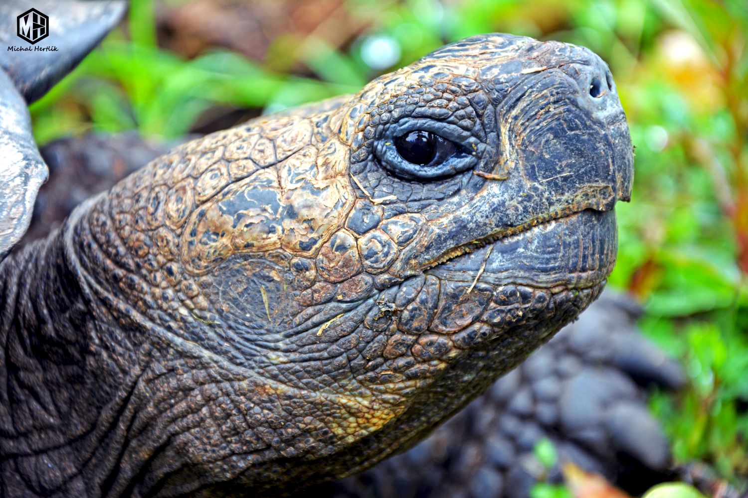 Galapágy – unikátny raj nielen jašterov a korytnačiek